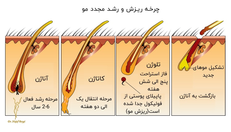 چرخه ریزش مو