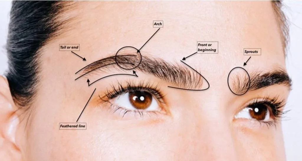 نواحی اصلی برداشت مو برای کاشت ابرو